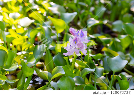 Stunning close-up of purple water hyacinth (Eichhornia crassipes) blooms amid green leaves. Ideal for nature, floral, botanical, and aquatic-themed visuals. 120073727