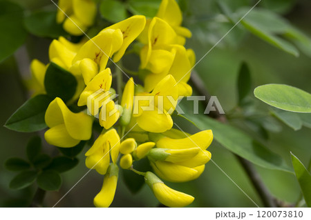 Caragana arborescens, the Siberian pea-tree, or caragana, is a species of legume native to Siberia and parts of China Mongolia Kazakhstan. Caragana arborescens, the Siberian pea-tree, or caragana, is a species of legume native to Siberia and parts of China Mongolia Kazakhstan. 120073810