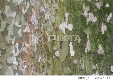Platanus occidentalis tree bark texture close up. A tree shedding bark. The pattern is similar to a military camouflage pattern. 120073811