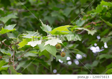 Leaves and fruits of Platanus occidentalis, also known as American sycamore. Leaves and fruits of Platanus occidentalis, also known as American sycamore. 120073813