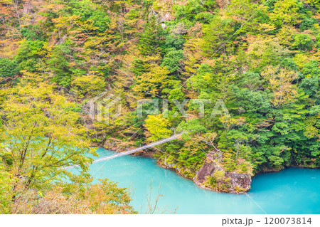 【静岡県】秋の寸又峡　夢のつり橋 120073814