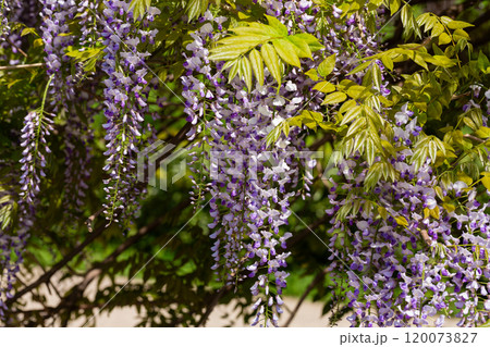 Close up macro on glycine flowers in full bloom during springtime. Close up macro on glycine flowers in full bloom during springtime. 120073827