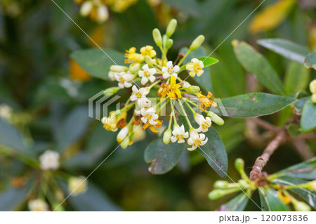 An evergreen shrub up to 3-4 m tall with oblong-lanceolate or rhombic dark green leaves. Yellowish flowers with a pleasant honey aroma. It blooms in May and June. Essential oils of flowers are widely 120073836