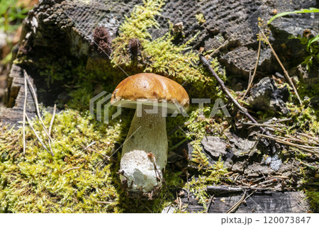 Cracked leg of porcini mushroom lying on a wooden cut with coniferous twigs, the mushroom Boletus edulis lies on a stump 120073847