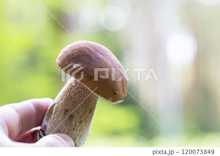 Boletus edulis or porcini mushroom in a woman's hand against the background of small fir trees in the summer forest. 120073849