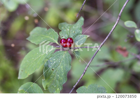 Festive Holiday Honeysuckle Branch with Red Berries Lonicera xylosteum. Festive Holiday Honeysuckle Branch with Red Berries Lonicera xylosteum. 120073850