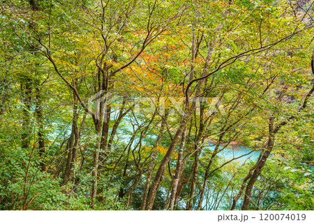 【静岡県】秋の寸又峡　ブルーの湖面 120074019