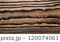 macro photo of sycamore board surface with black wood texture 120074061