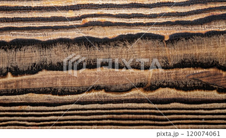 macro photo of sycamore board surface with black wood texture macro photo of sycamore board surface with black wood texture 120074061
