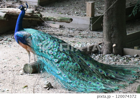 大牟田市動物園　クジャク 120074372