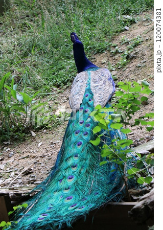大牟田市動物園 クジャク 大牟田市動物園 クジャク 120074381