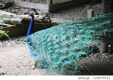 大牟田市動物園 クジャク 大牟田市動物園 クジャク 120074412