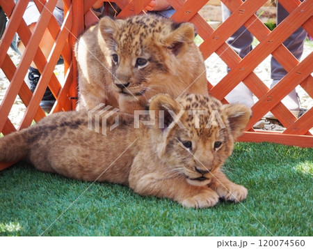 2024年3月21日生まれの赤ちゃんライオン 120074560