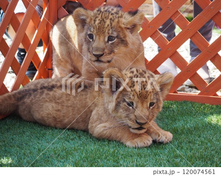 2024年3月21日生まれの赤ちゃんライオン 120074561