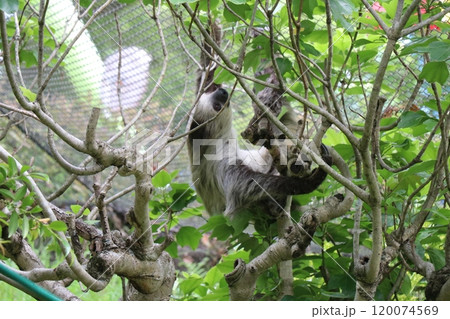 大牟田市動物園、ナマケモノ 120074569