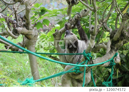 大牟田市動物園、ナマケモノ 120074572