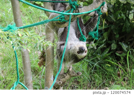 大牟田市動物園、ナマケモノ 大牟田市動物園、ナマケモノ 120074574