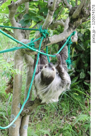 大牟田市動物園、ナマケモノ 大牟田市動物園、ナマケモノ 120074578