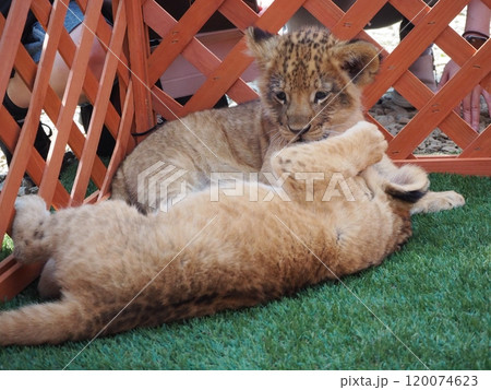 2024年3月21日生まれの赤ちゃんライオン 120074623