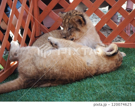 2024年3月21日生まれの赤ちゃんライオン 120074625