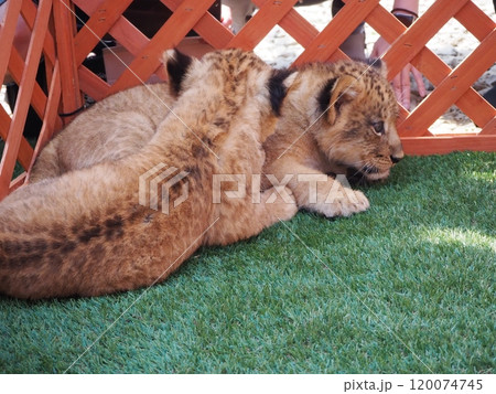 2024年3月21日生まれの赤ちゃんライオン 120074745