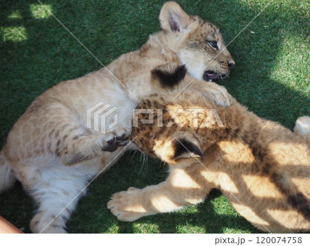 2024年3月21日生まれの赤ちゃんライオン 120074758