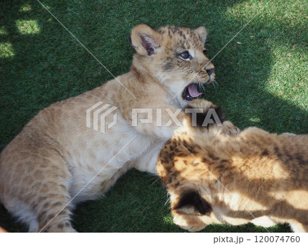 2024年3月21日生まれの赤ちゃんライオン 120074760