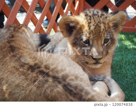 2024年3月21日生まれの赤ちゃんライオン 2024年3月21日生まれの赤ちゃんライオン 120074838