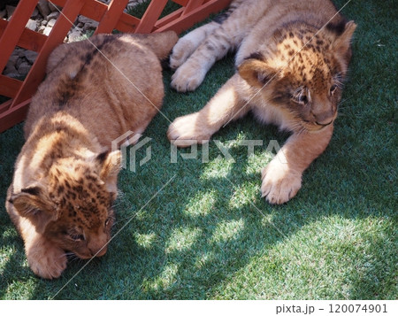 2024年3月21日生まれの赤ちゃんライオン 120074901