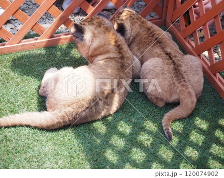 2024年3月21日生まれの赤ちゃんライオン 120074902