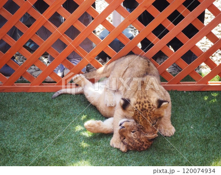 2024年3月21日生まれの赤ちゃんライオン 120074934