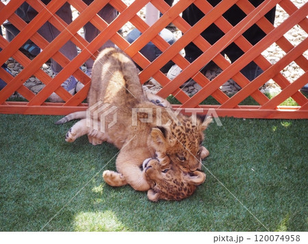 2024年3月21日生まれの赤ちゃんライオン 120074958