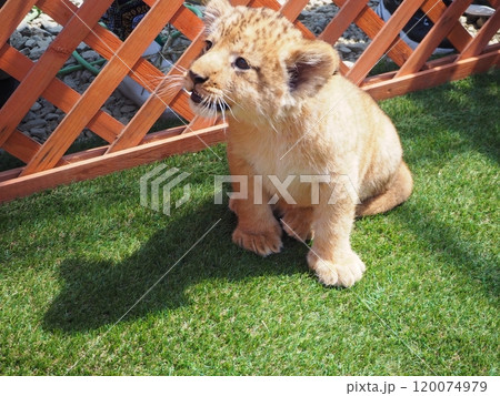 2024年3月21日生まれの赤ちゃんライオン 120074979