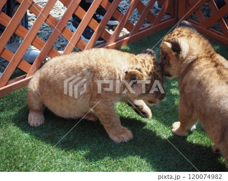 2024年3月21日生まれの赤ちゃんライオン 120074982