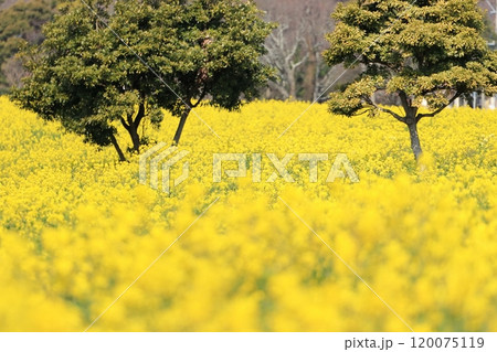 菜の花畑のある風景 120075119