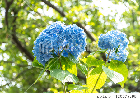 6月の日向に咲く紫陽花 120075399