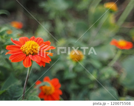 オレンジのメキシコひまわり 120075508