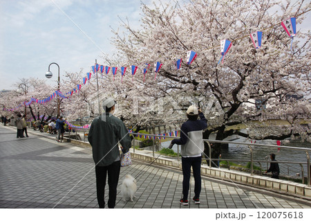 隅田川沿いの桜並木。屋形船から桜見上げる人、公園のベンチで語りながら見る人それぞれが春を楽しんでいる 隅田川沿いの桜並木。屋形船から桜見上げる人、公園のベンチで語りながら見る人それぞれが春を楽しんでいる 120075618