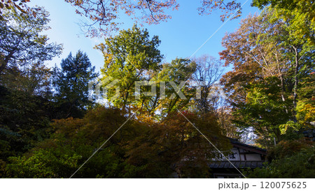 小諸市の懐古園の紅葉 120075625