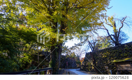 小諸市の懐古園の紅葉 120075628