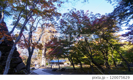 小諸市の懐古園の紅葉 120075629
