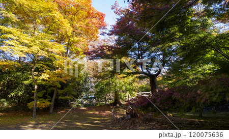 小諸市の懐古園の紅葉 小諸市の懐古園の紅葉 120075636