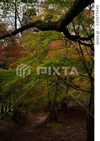 秋の光明寺二王門 秋の光明寺二王門 120075640