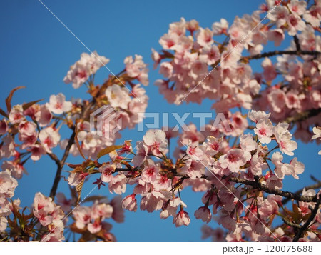 春の風景 青空に映える桜の花 春の風景 青空に映える桜の花 120075688