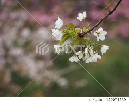 春の風景 桜の花 春の風景 桜の花 120075689