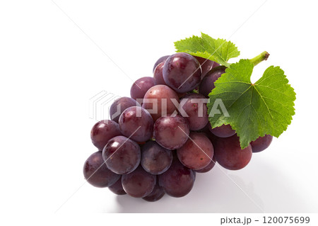 白バックで葉を添えた巨峰 白バックで葉を添えた巨峰 120075699