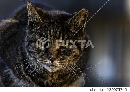見つめる猫 120075746