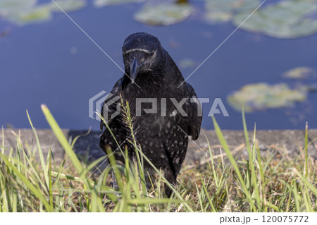 カラス 120075772