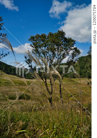 関西有数のススキの群生地　砥峰高原 120075784