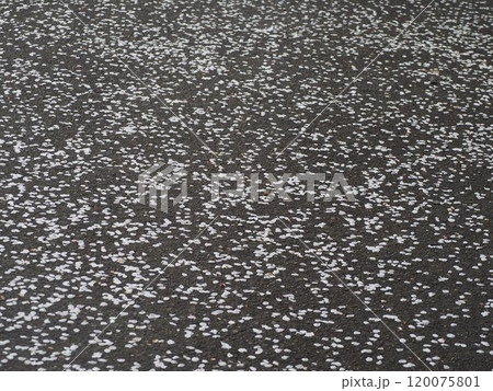 桜の花びらが散る 桜の花びらが散る 120075801